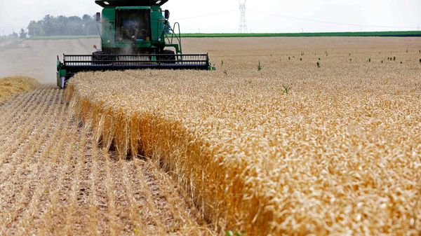 A combine drives over stalks of soft red winter wheat during the harvest on a farm in Dixon, Illinois (File) A combine drives over stalks of soft red winter wheat during the harvest on a farm in Dixon, Illinois (File) - Sputnik International