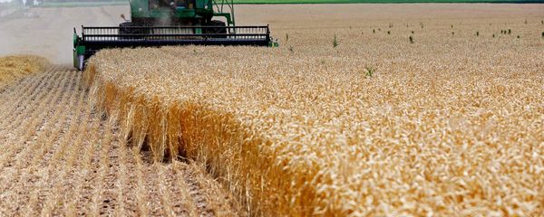 A combine drives over stalks of soft red winter wheat during the harvest on a farm in Dixon, Illinois (File) - Sputnik International
