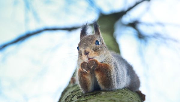 Squirrel - Sputnik International