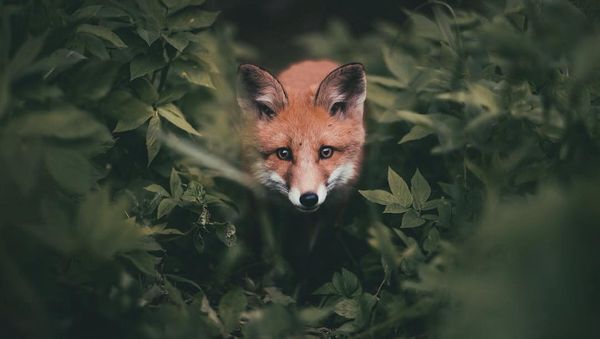 Fox - Sputnik International