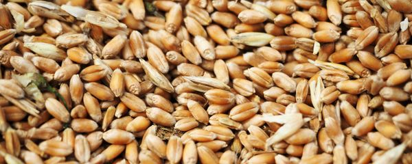 Wheat grain crops Wheat grain crops - Sputnik International