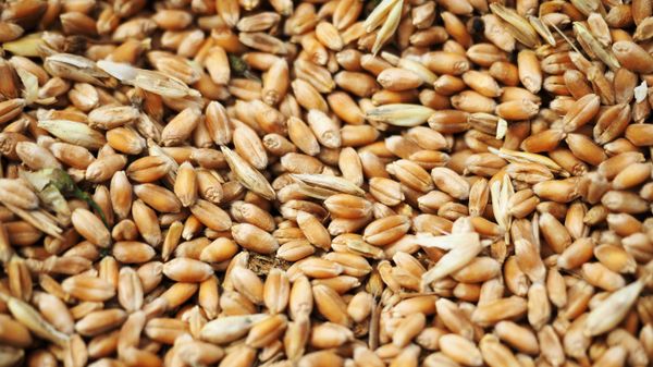 Wheat grain crops - Sputnik International
