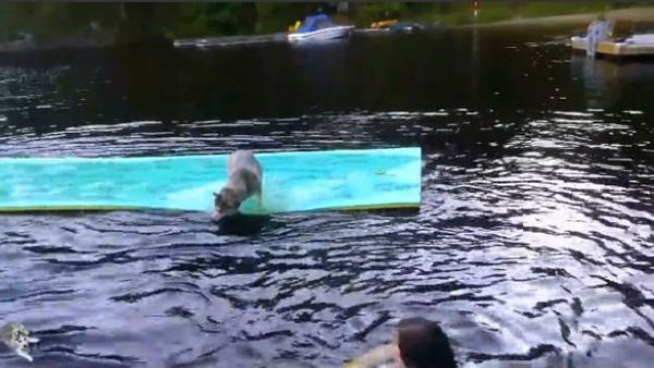 Husky Goes for a Dip at the Docks - Sputnik International