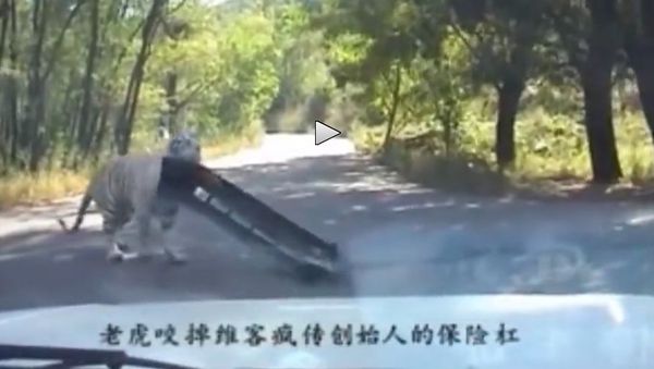 Tiger tears off car bumper - Sputnik International