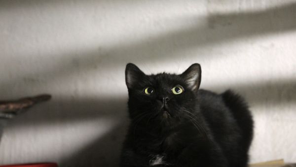 A cat pictured in the Hermitage museum basement during the annual Hermitage Cat Day event. - Sputnik International