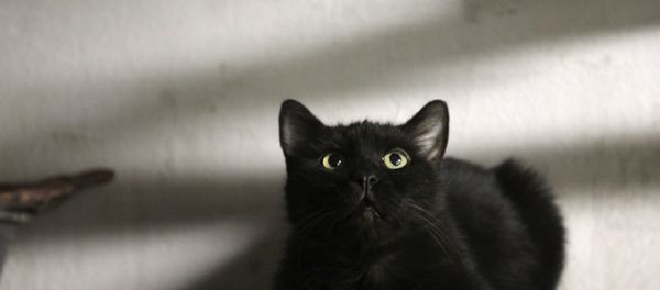 A cat pictured in the Hermitage museum basement during the annual Hermitage Cat Day event. A cat pictured in the Hermitage museum basement during the annual Hermitage Cat Day event. - Sputnik International