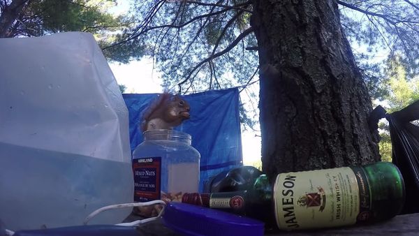 Sneaky Squirrel Goes for Exposed Nuts - Sputnik International