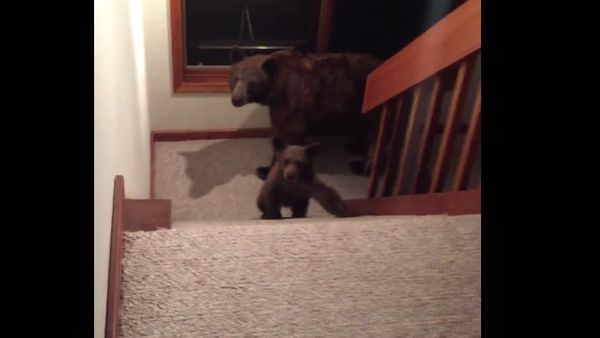 Home Visit from Mama Bear and Cub - Sputnik International