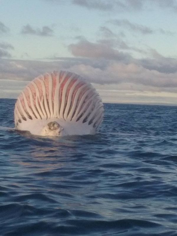 Dead whale - Sputnik International