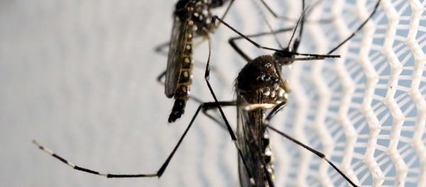 Aedes aegypti mosquitoes are seen inside Oxitec laboratory in Campinas, Brazil, February 2, 2016 - Sputnik International