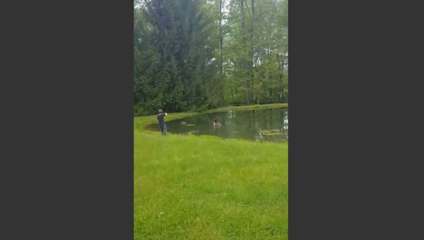 Boy teases geese - Sputnik International
