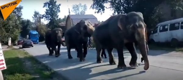 Meanwhile in Russia: Elephants Walk Around Town Meanwhile in Russia: Elephants Walk Around Town - Sputnik International