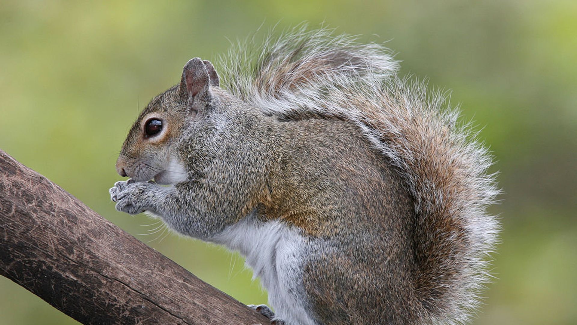 Eastern Grey Squirrel (Sciurus carolinensis) Eastern Grey Squirrel (Sciurus carolinensis) - Sputnik International, 1920, 05.02.2022