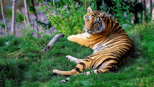 Bengal tiger - Sputnik International