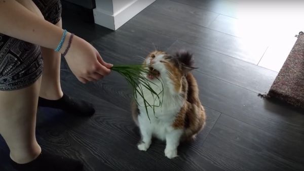 Kitty likes grass - Sputnik International