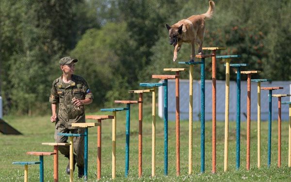 'True Friend' service dogs competition - Sputnik International