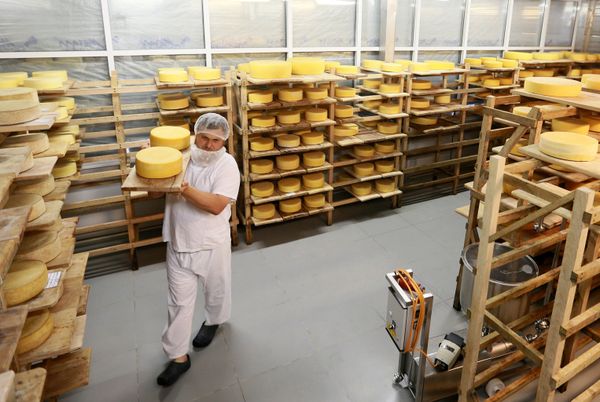 Farmer Oleg Sirota rearranges cheese blocks in the cheese ripening room at Russian Parmesan cheese dairy is Moscow Region's Istrinsky district - Sputnik International