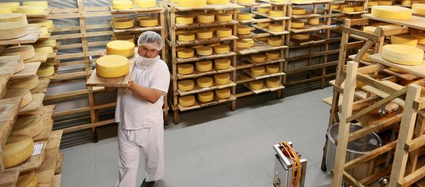 Farmer Oleg Sirota rearranges cheese blocks in the cheese ripening room at Russian Parmesan cheese dairy is Moscow Region's Istrinsky district Farmer Oleg Sirota rearranges cheese blocks in the cheese ripening room at Russian Parmesan cheese dairy is Moscow Region's Istrinsky district - Sputnik International