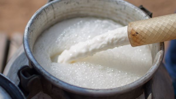 Milk at the private cheese dairy set up by former IT-specialist turned farmer Oleg Sirota in Dubrovskoye in the Moscow Region - Sputnik International