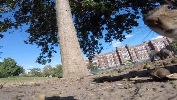 GoPro Video Clip Filmed by Squirrel - Sputnik International