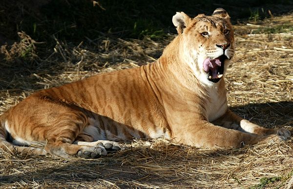 One of Australia's only two tigons, a man-made hybrid created by crossing a male tiger with a lioness, licks its lips at the National Zoo in Canberra. One of Australia's only two tigons, a man-made hybrid created by crossing a male tiger with a lioness, licks its lips at the National Zoo in Canberra. - Sputnik International