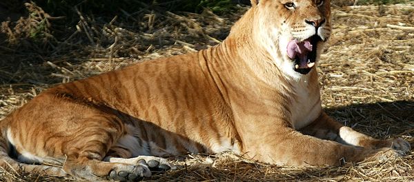 One of Australia's only two tigons, a man-made hybrid created by crossing a male tiger with a lioness, licks its lips at the National Zoo in Canberra. - Sputnik International