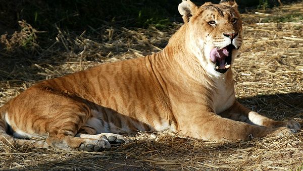 One of Australia's only two tigons, a man-made hybrid created by crossing a male tiger with a lioness, licks its lips at the National Zoo in Canberra. One of Australia's only two tigons, a man-made hybrid created by crossing a male tiger with a lioness, licks its lips at the National Zoo in Canberra. - Sputnik International