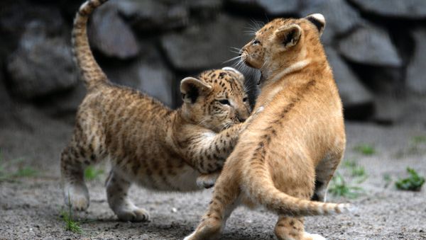 Liliger cubs in their enclosure at the Novosibirsk Zoo - Sputnik International