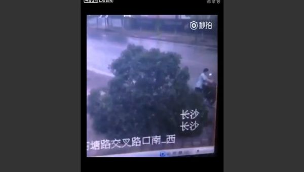 Man Kills Tree to Steal Bike - Sputnik International
