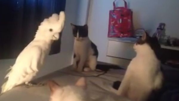 Parrot’s Amazing Cat Impression - Sputnik International