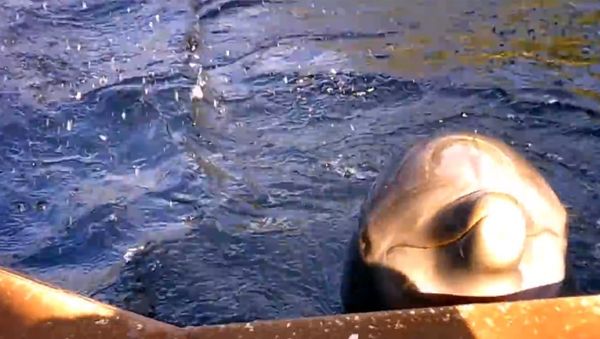 Dolphin jumps out and STEALS ipad out of ladies hand & splashes the crowd! - Sputnik International
