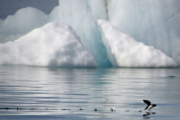 A little auk (Alle-alle) flies near the Kronebeene glacier in the Svalbard archipelago, in the Arctic Ocean, on July 21, 2015 - Sputnik International