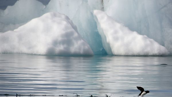 A little auk (Alle-alle) flies near the Kronebeene glacier in the Svalbard archipelago, in the Arctic Ocean, on July 21, 2015 - Sputnik International