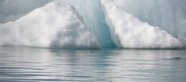 A little auk (Alle-alle) flies near the Kronebeene glacier in the Svalbard archipelago, in the Arctic Ocean, on July 21, 2015 A little auk (Alle-alle) flies near the Kronebeene glacier in the Svalbard archipelago, in the Arctic Ocean, on July 21, 2015 - Sputnik International