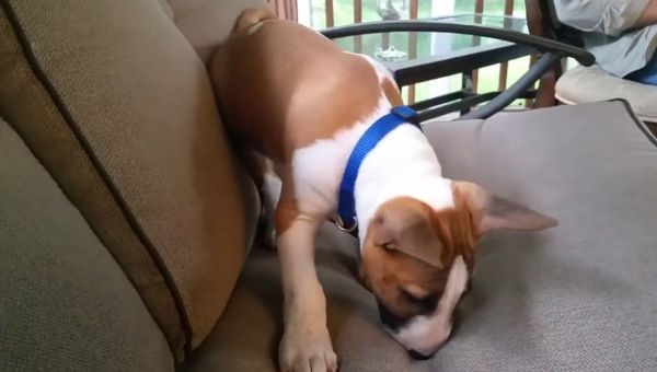 Dog Sees Shadow - Sputnik International