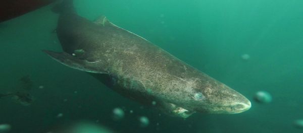 This undated photo made available by Julius Nielsen on Aug. 11, 2016 shows a Greenland shark slowly swimming away from a boat, returning to the deep and cold waters of the Uummannaq Fjord in northwestern Greenland during tag -and- release program in Norway and Greenland This undated photo made available by Julius Nielsen on Aug. 11, 2016 shows a Greenland shark slowly swimming away from a boat, returning to the deep and cold waters of the Uummannaq Fjord in northwestern Greenland during tag -and- release program in Norway and Greenland - Sputnik International