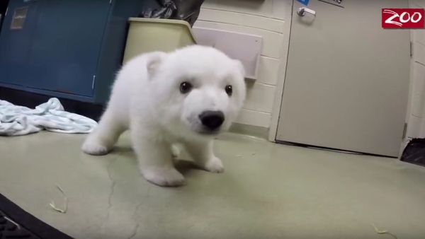 Polar bear Nora - Sputnik International