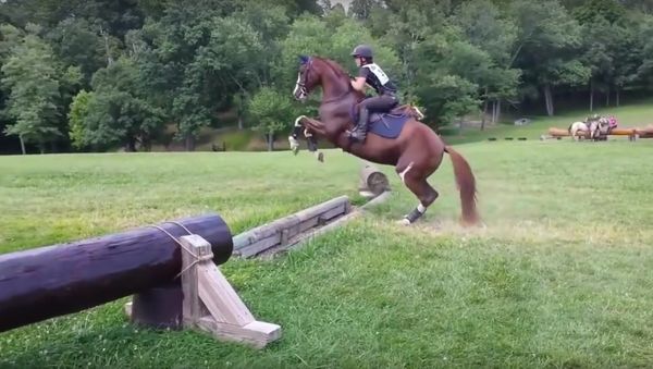 Hesitant Horse - Sputnik International
