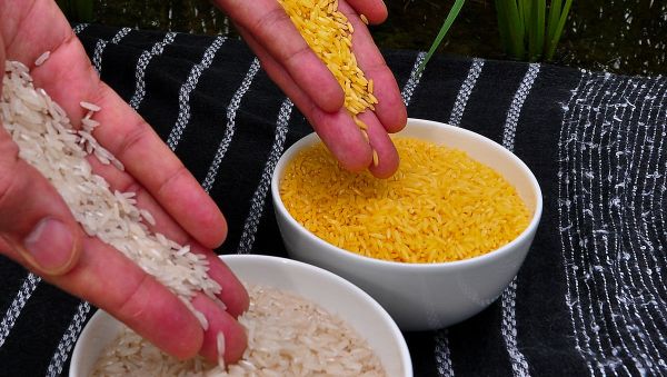 Golden rice (right) compared to white rice (left) - Sputnik International