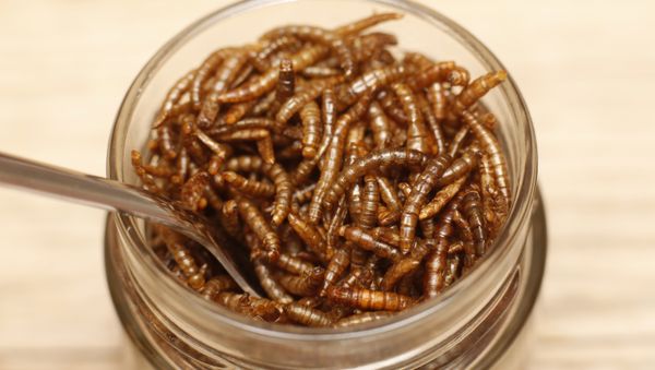 Mealworms Mealworms - Sputnik International