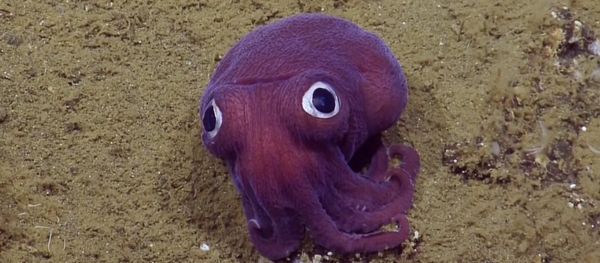 The team spotted this Stubby Squid off the coast of California at a depth of 900 meters (2,950 feet) - Sputnik International