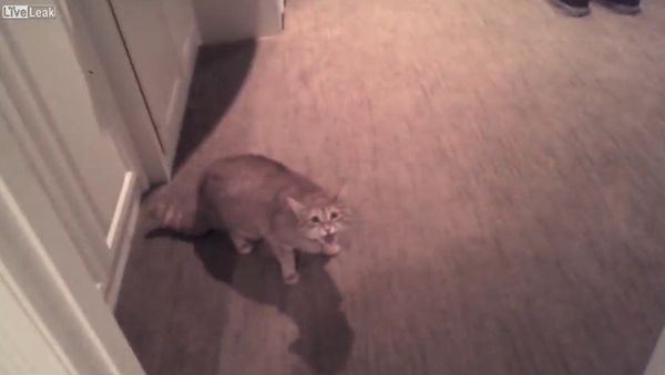 Cat Meows Aggressively, then Attacks - Sputnik International