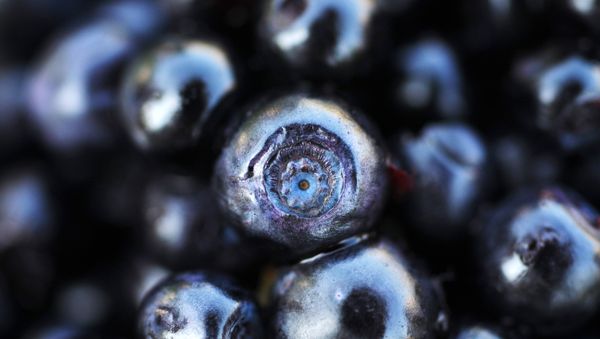 Blackberries Blackberries - Sputnik International