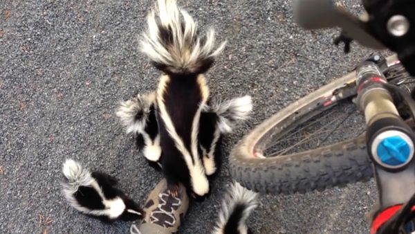 Don’t Move!  Skunk Family Meets Cyclist - Sputnik International