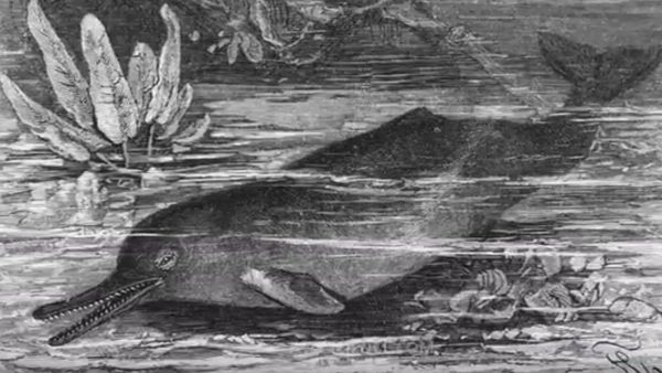 South Asian River Dolphin (Platanista gangetica) - Sputnik International