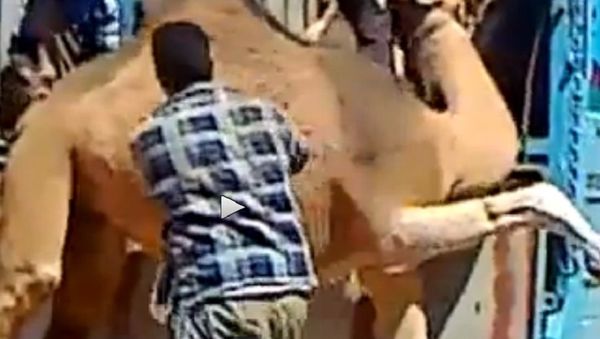 Man carrying camel over his back to the truck - Sputnik International
