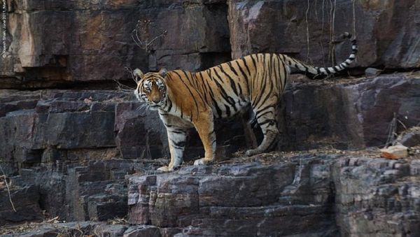 Tigress 'Machli' - Sputnik International