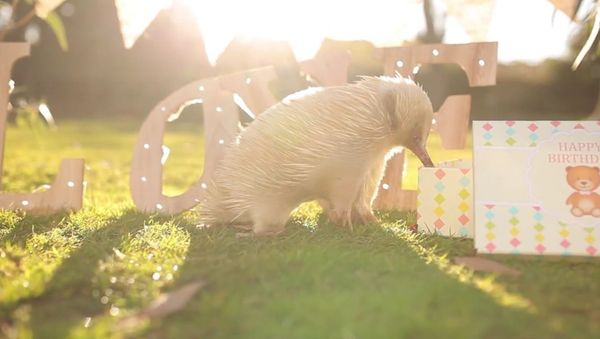 This Albino Echidna has the most epic birthday party - Sputnik International