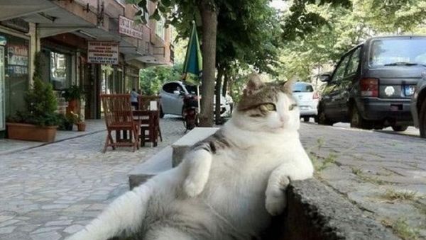 Tombili cat Tombili cat - Sputnik International