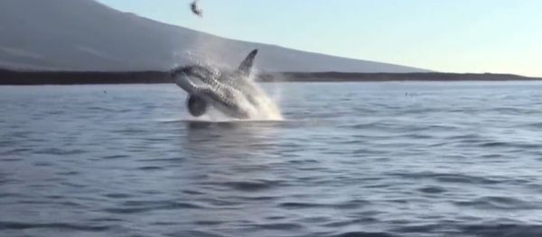 Orca Stuns Tourists by Tossing Sea Turtle Out of Water - Sputnik International